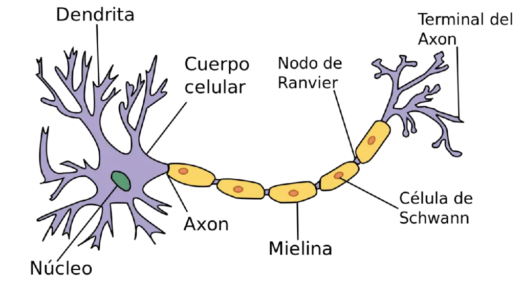 Estructura neuronal. Fuente: upload.wikimedia.org
