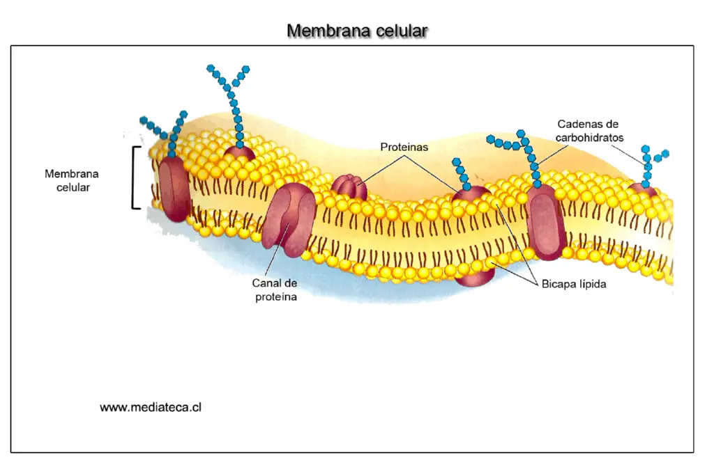 Membrana neuronal al detalle. Fuente: mediateca.cl1