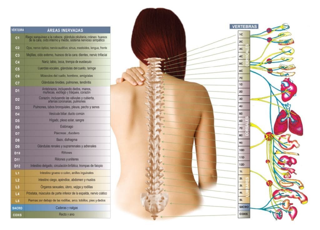 Descripcion detallada de cada una de las vertebras de la columna vertebral