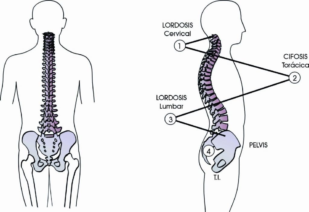 Explicacion de cada una de las curvaturas de la columna vertebral en la que se encuentra la medula espinal
