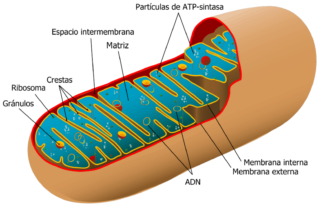 Descripcion de la estructura interna de una mitocondria