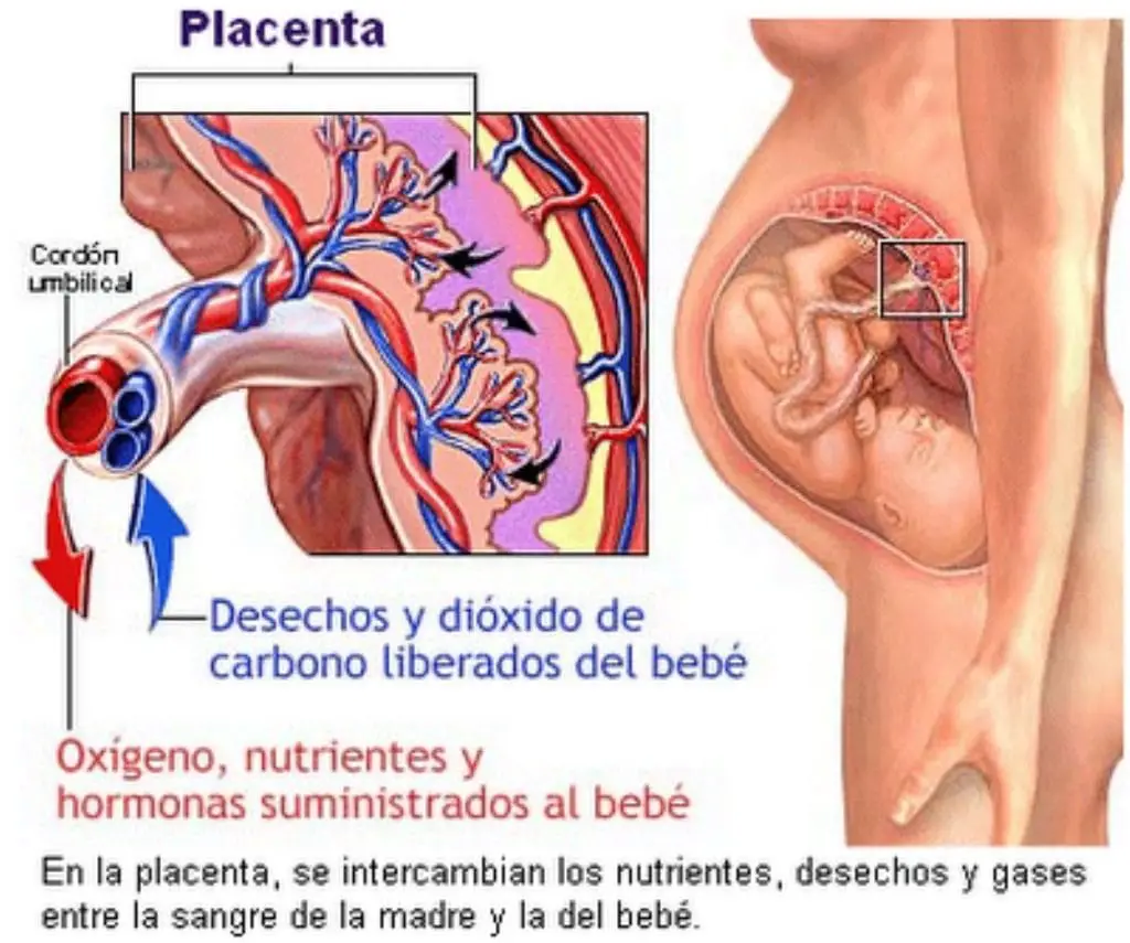 Intervienen hormonas en el desarrollo adecuado del feto y del cuerpo de la mujer