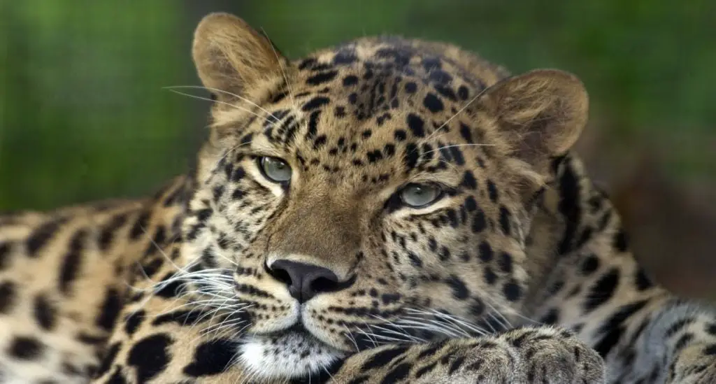 Imagen del leopardo de amur