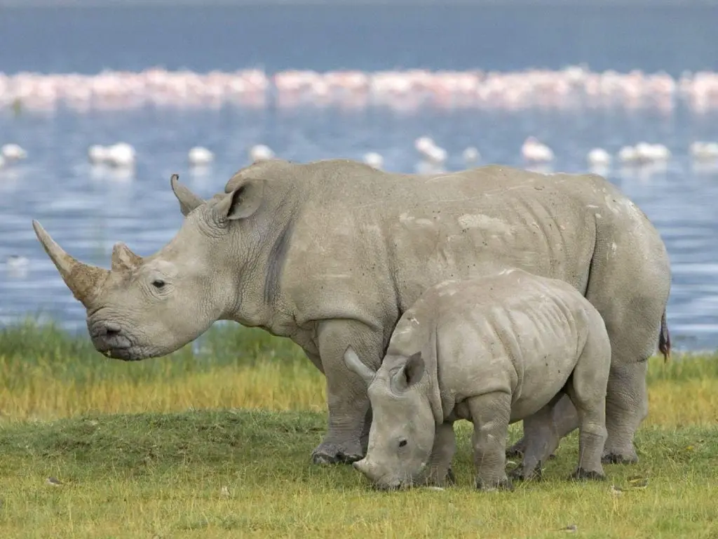 Imagen del rinoceronte de java
