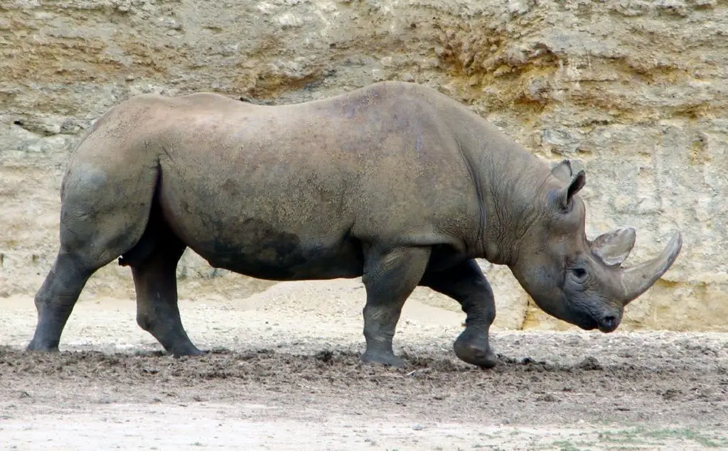 Imagen del rinoceronte negro