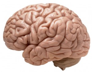 cerebro(1)