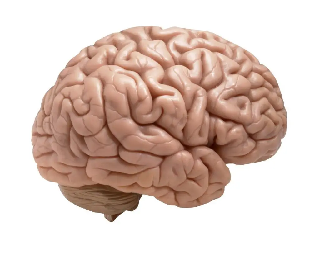 cerebro alcohol(1)