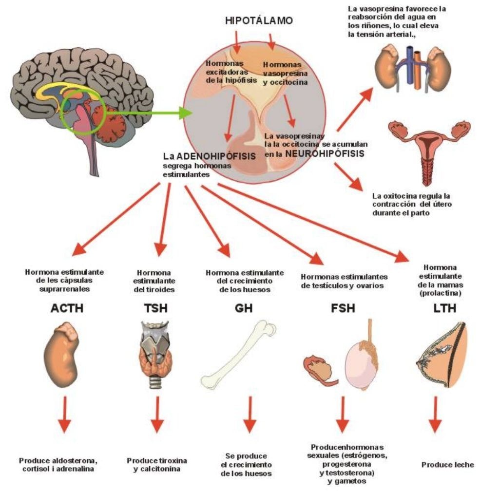 Las hormonas y sus diferentes funciones