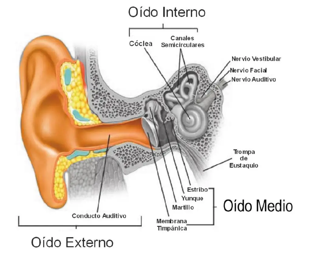 La parte coloreada ejemplifica el oido externo 