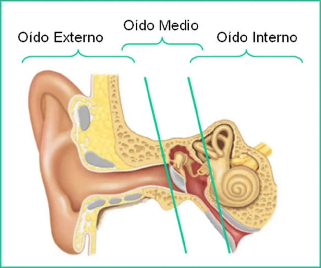 El oido se divide en tres partes principales, la externa, media e interna