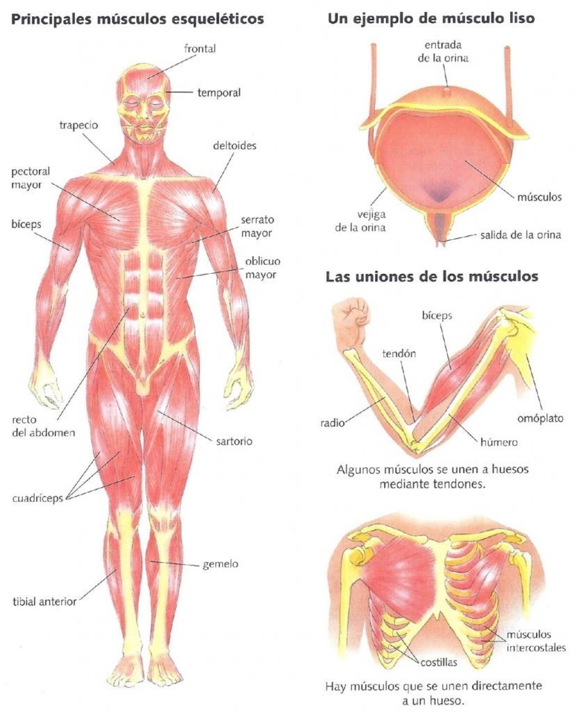 Ejemplificacion de las diferentes formas de los musculos anatomia-cuerpo-humano.blogspot.com.es