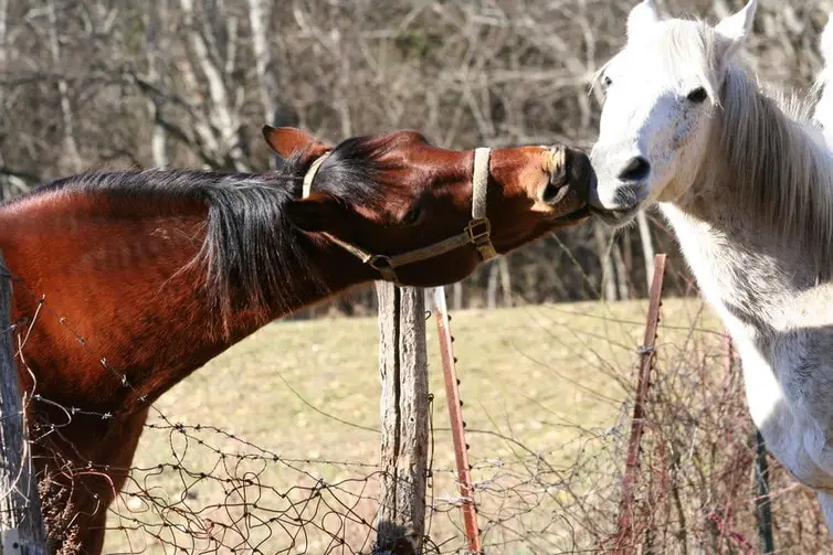 regla de atraccion pareja romantica caballos
