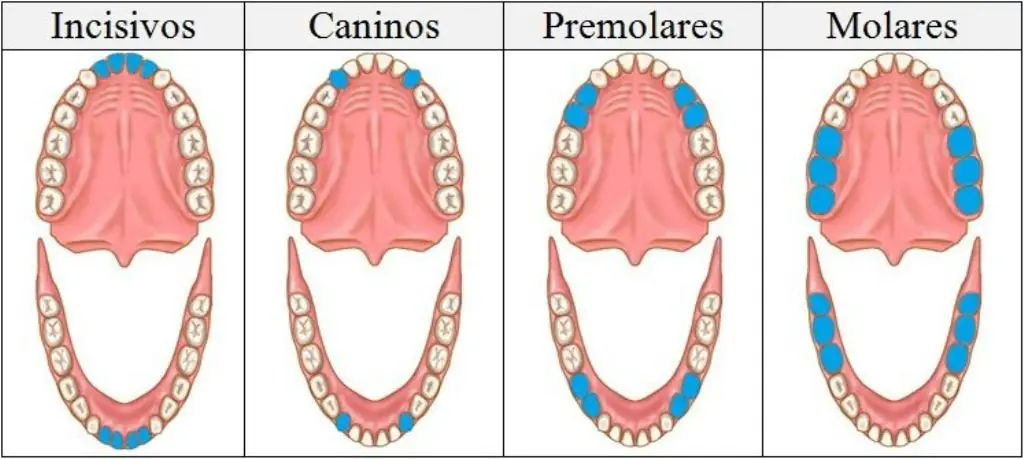 Esquema de los diferentes tipos de dientes que hay en la boca humana