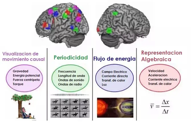 efectos de la ciencia en el cerebro