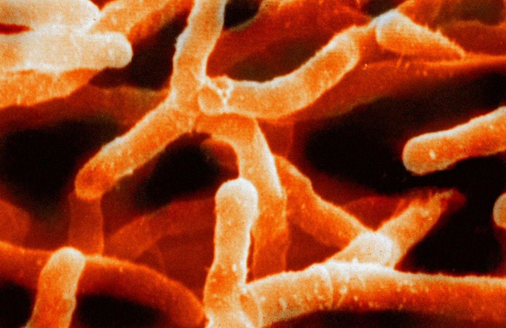 nueva bacteria en la saliva humana