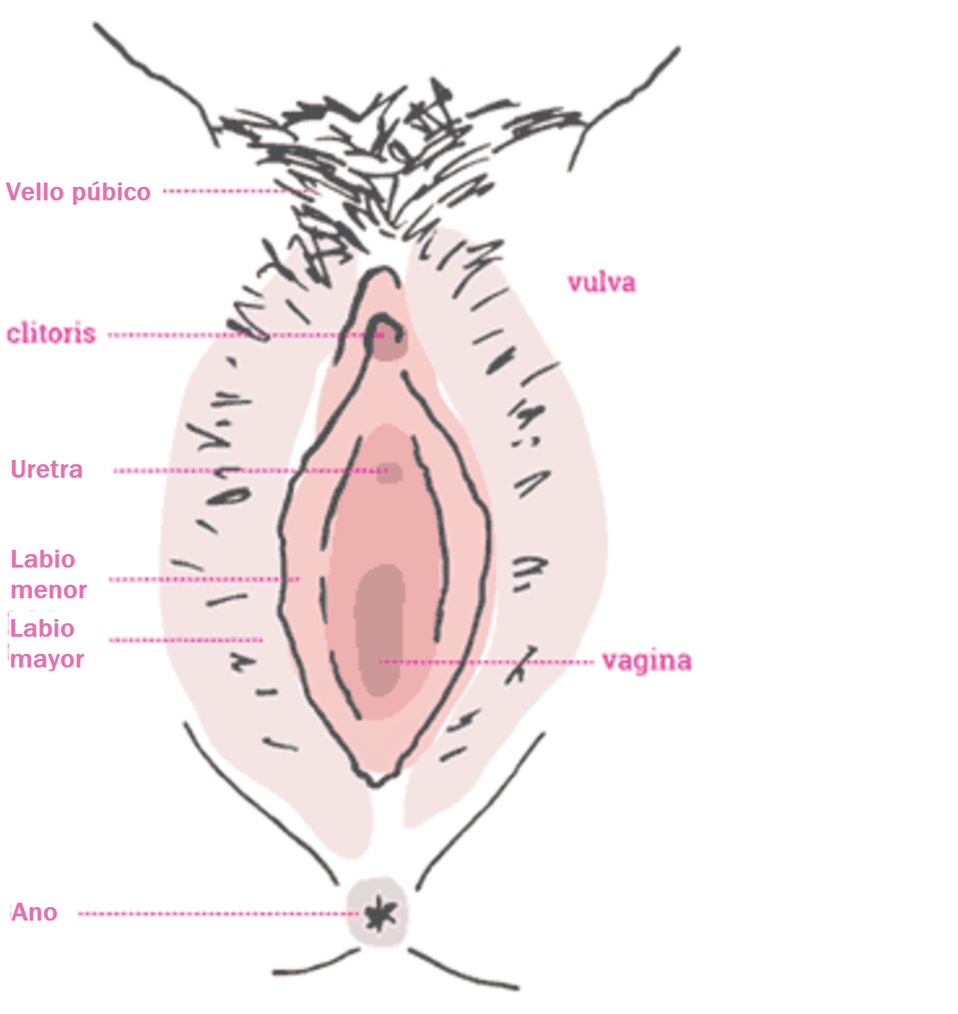 vulvodinia dolor vulvar en la vulva