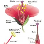 Descripción de las diferentes partes de una planta y de sus órganos masculino y femenino.