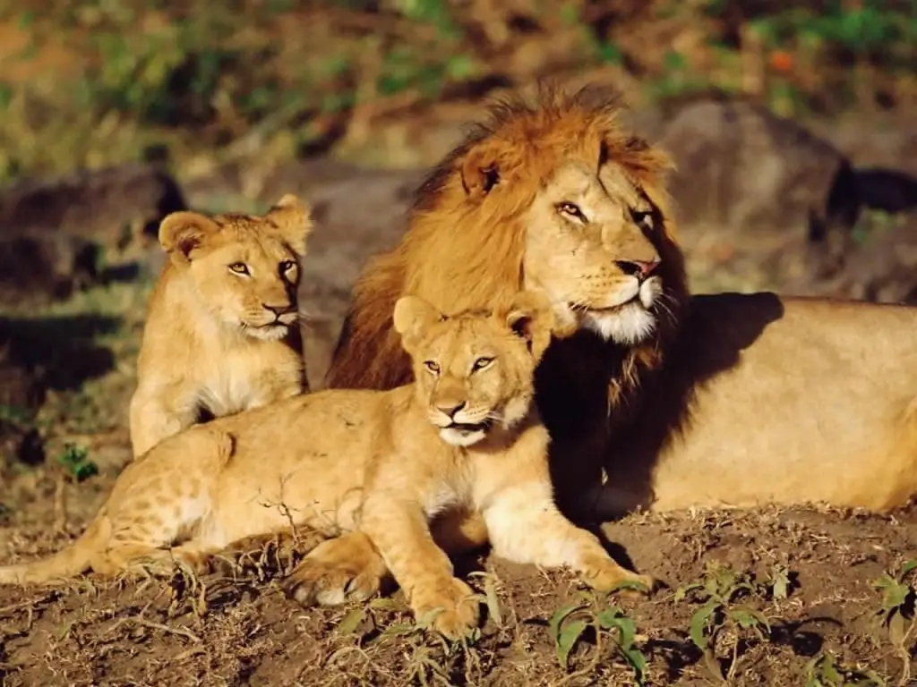 Los leones son vivíparos, al igual que la mayoría de mamíferos
