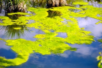 como funciona el cultivo de algas
