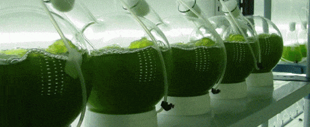 como funciona el cultivo de algas