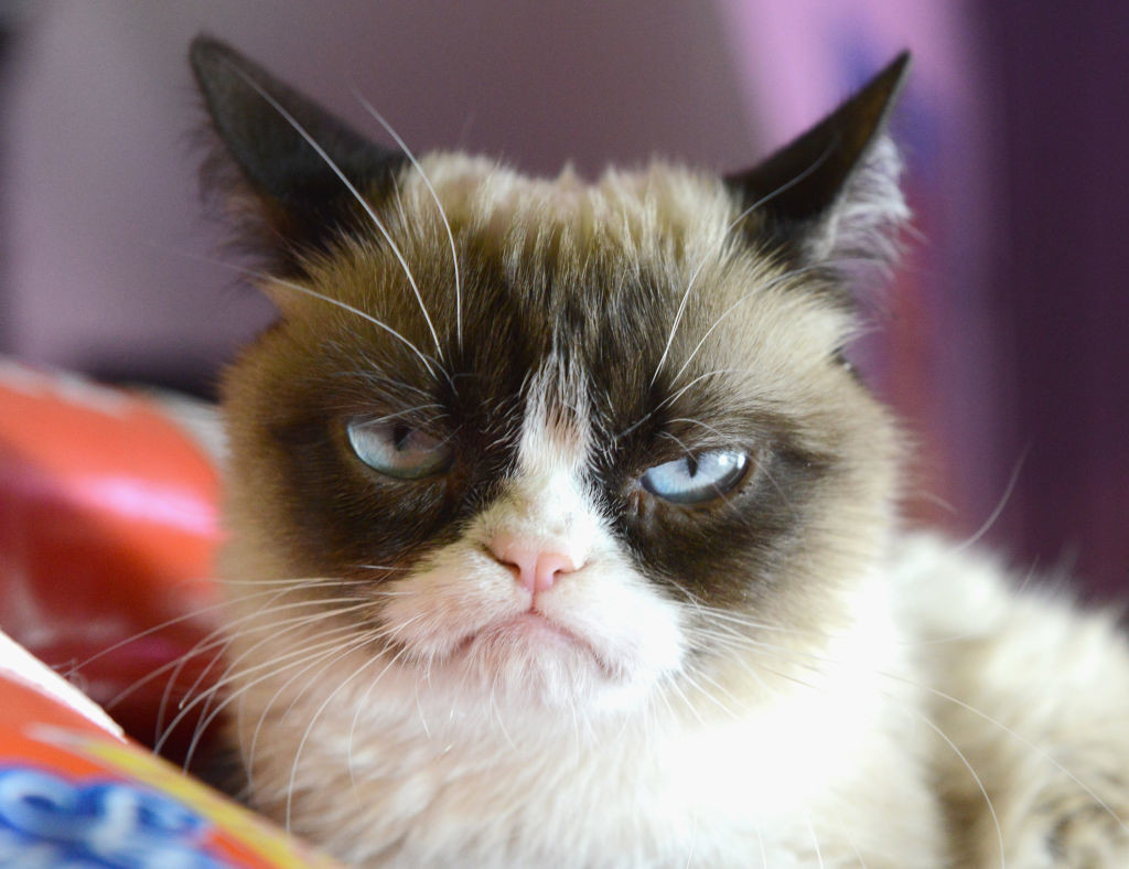 Grumpy Cat, la gata más famosa de internet, ya tiene hasta una serie de dibujos animados