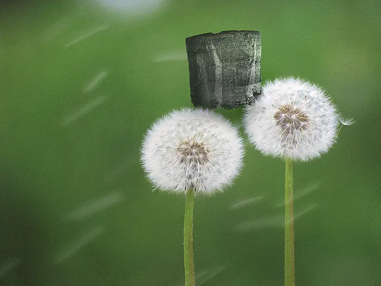 Two Dandelion Seed Heads --- Image by © Royalty-Free/Corbis