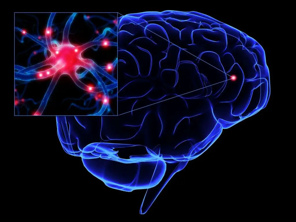 El cerebro, conexiones neuronales