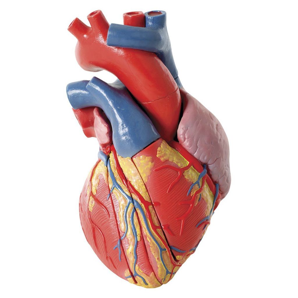 ¿Cómo funciona el corazón?
