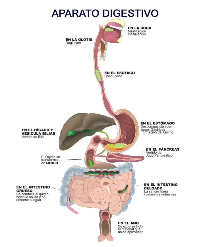 ¿cómo Funciona El Aparato Digestivo Como Funciona Queemk 9580