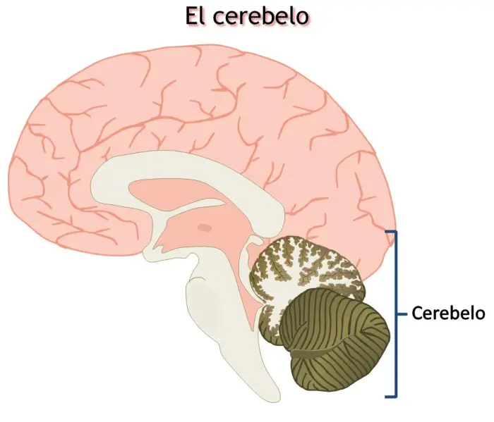 ¿Cómo Funciona El Cerebro? - Como Funciona Que