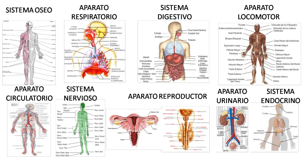 Los sistemas y órganos que componen el cuerpo humano