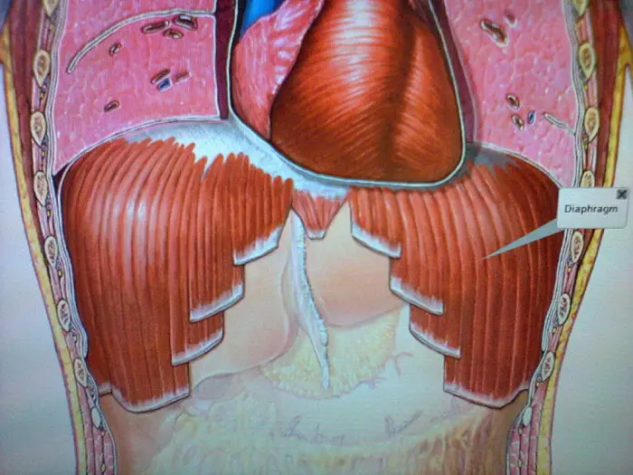 Funciones Del Diafragma Como Funciona Que