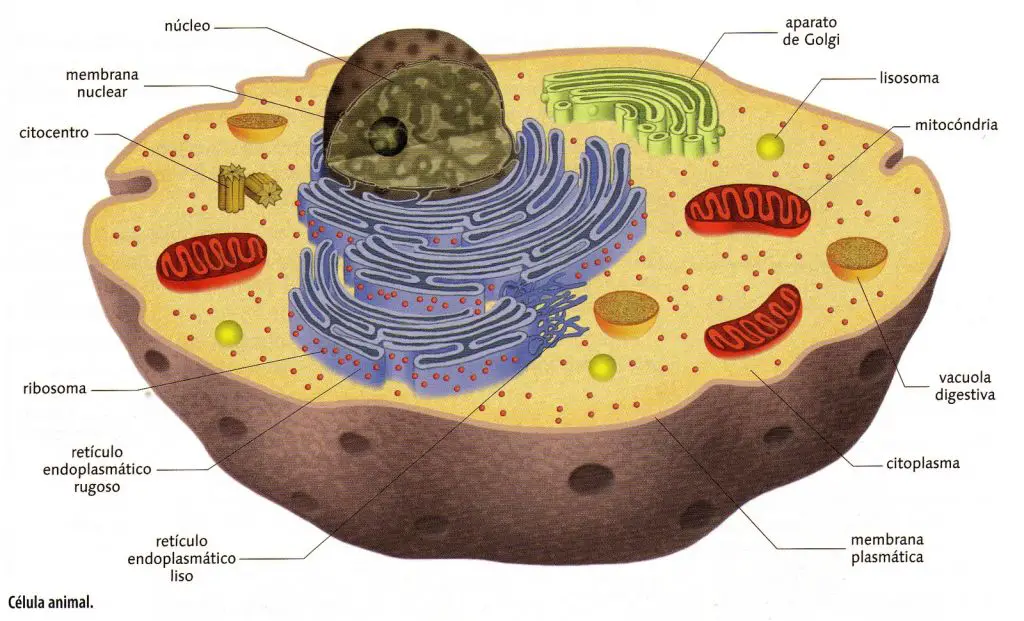 El núcleo es la parte más importante de la célula, en él se almacena el ADN