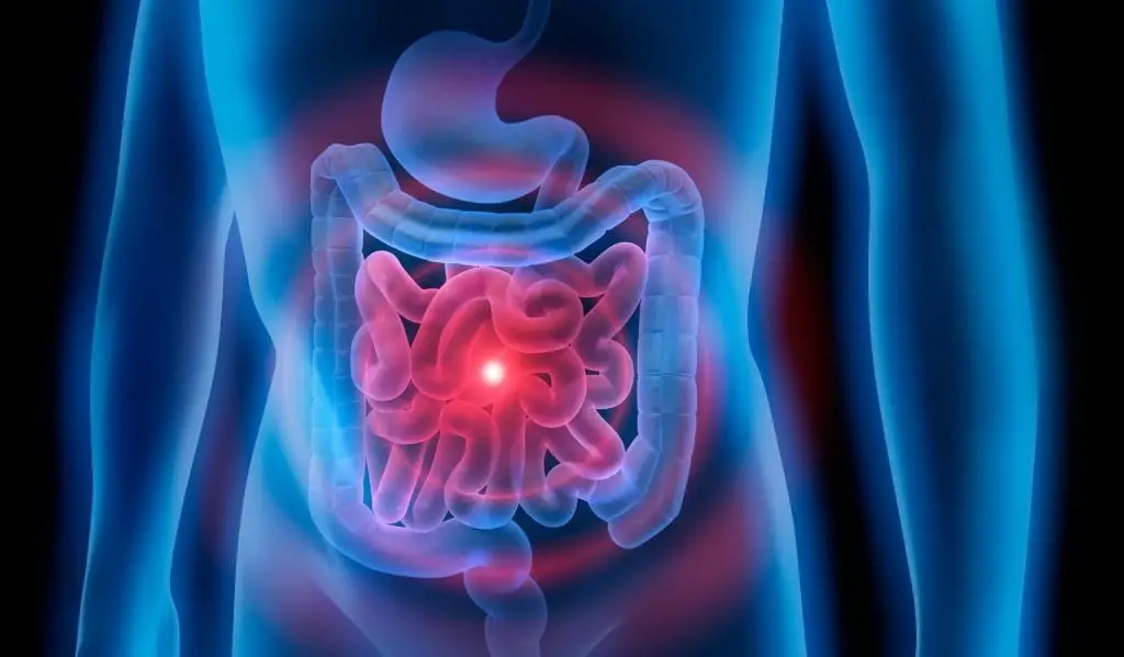 El intestino delgado es una de las partes más importantes del organismo
