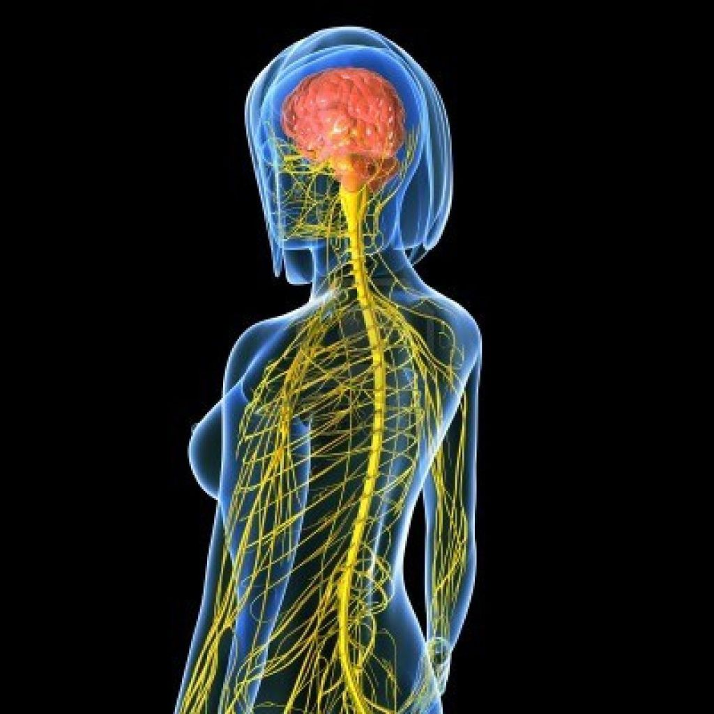 El-sistema-nervioso-central-está-formado-por-el-cerebro-y-la-médula