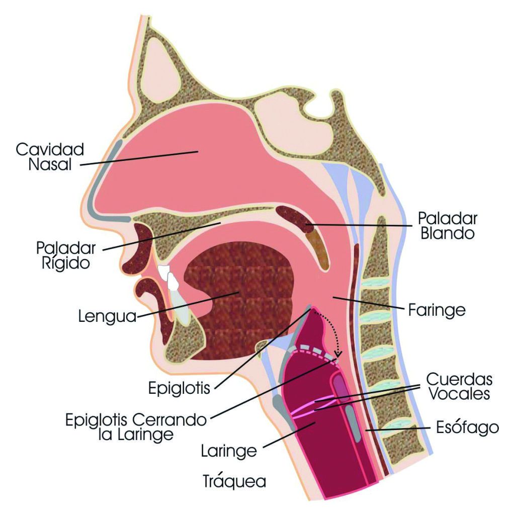 La epíglotis se encarga de bloquear el paso de los alimentos a la laringe, para que continúen por el esófago