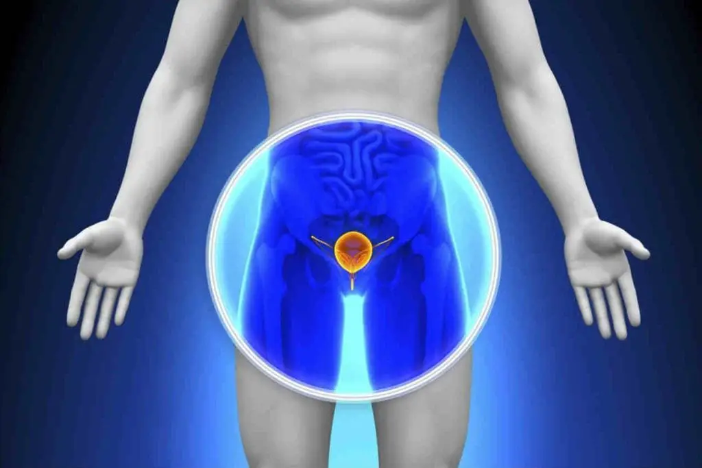 La próstata es una órgano muy importante del aparato reproductor masculino.jpg