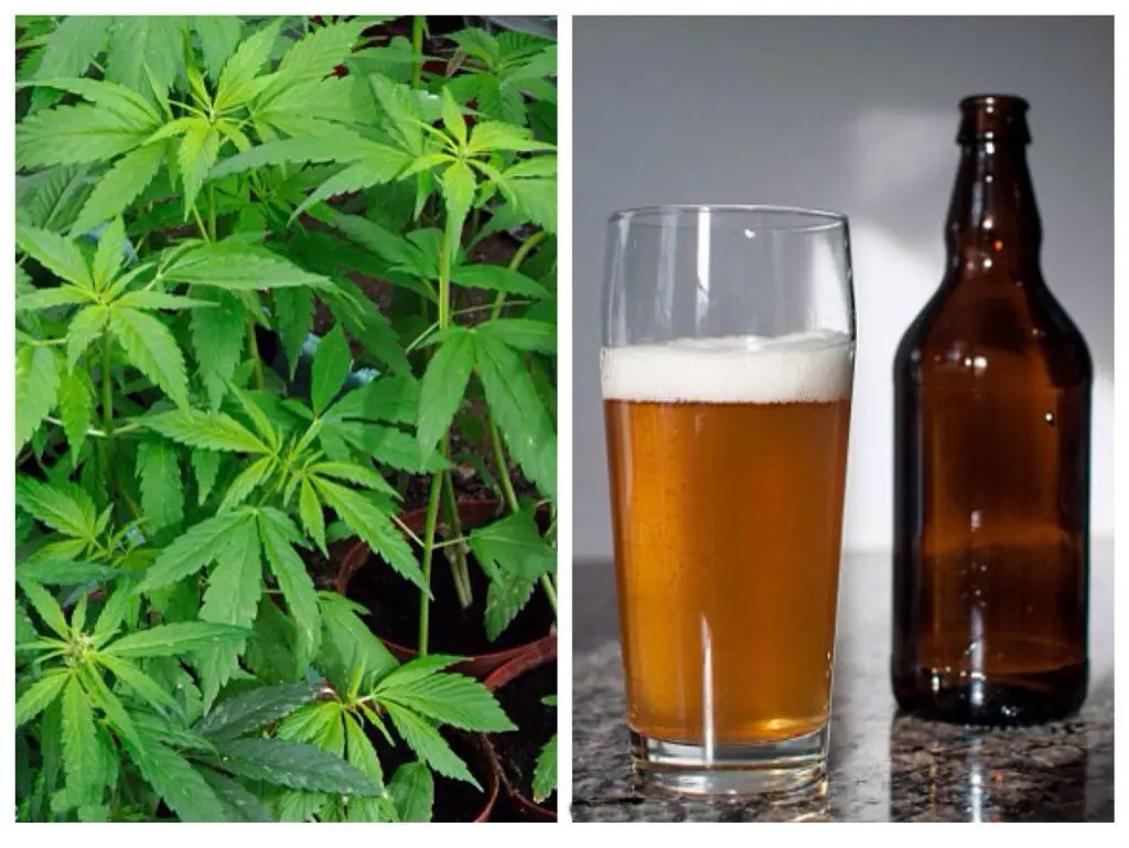 El alcohol es 114 veces mas mortifero que la substancia de la marihuana