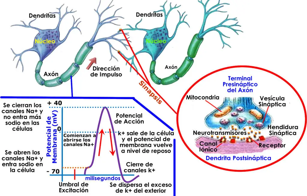 Explicacion detallada sobre como se produce la sinapsis