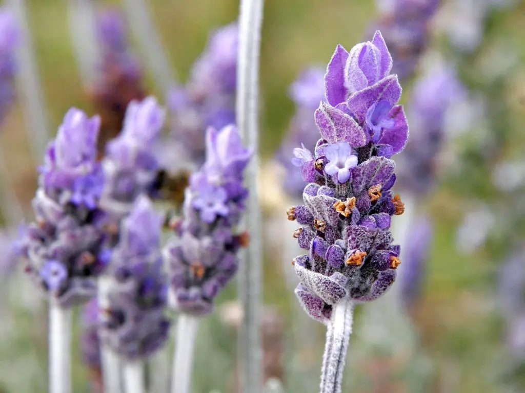 Puede utilizarse la planta de lavanda natural para preparar la limonada