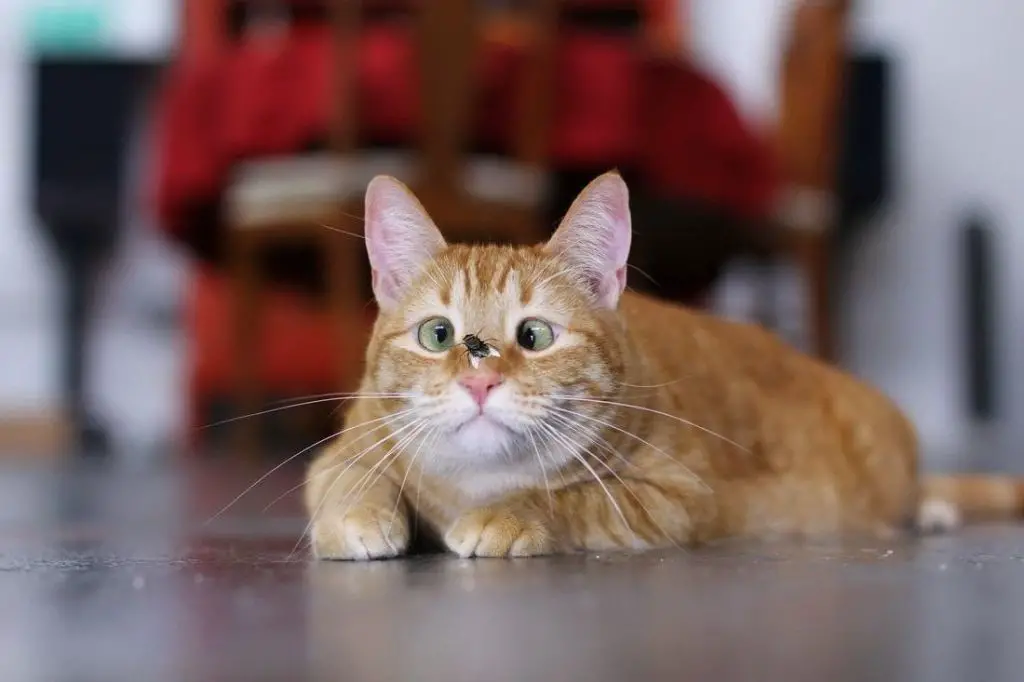 Las personas no se sienten culpables por ver videos de gatos, se sienten de mejor humor