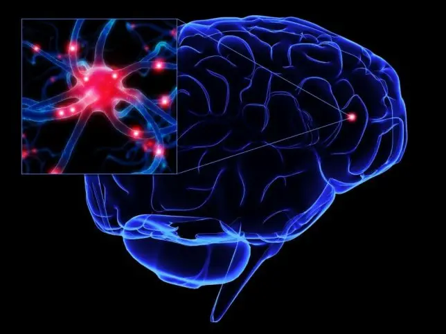 Funciones De La Neurona Como Funciona Que 9331