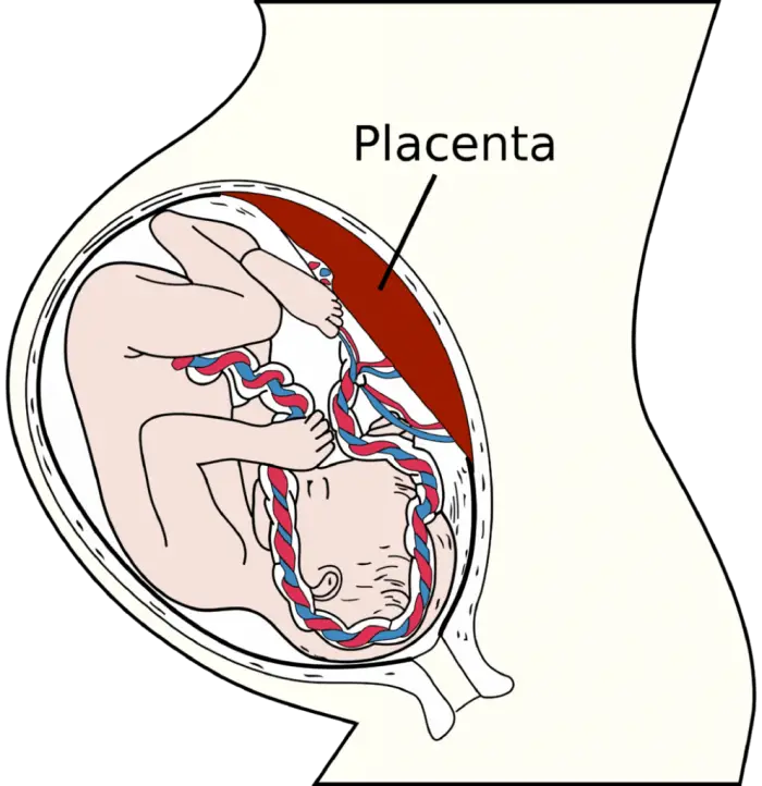 Las 3 Funciones De La Placenta Durante El Embarazo Como Funciona Que