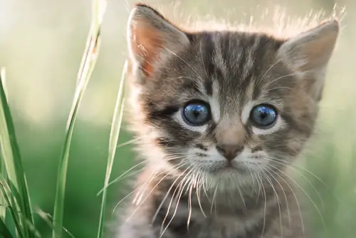 gato responsable de ira toxoplasmosis