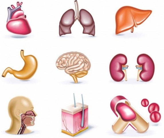 ¿cuántos órganos Tiene El Cuerpo Humano Como Funciona Que