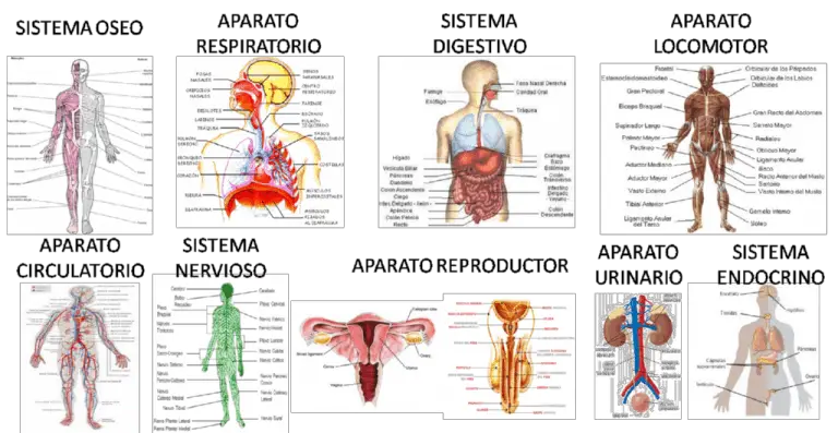 ¿Cuántos órganos Tiene El Cuerpo Humano? - Como Funciona Que