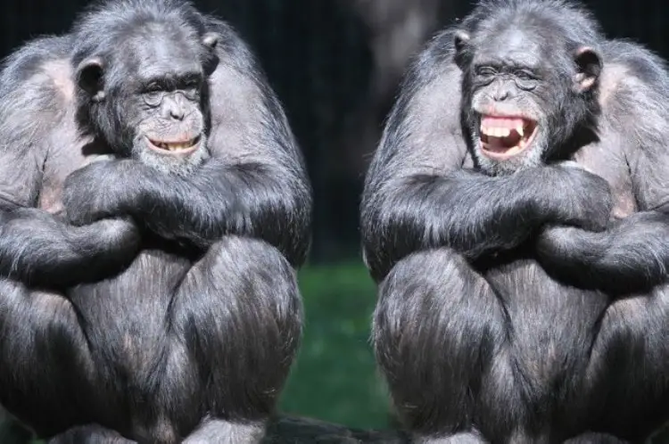 origen evolutivo de la risa