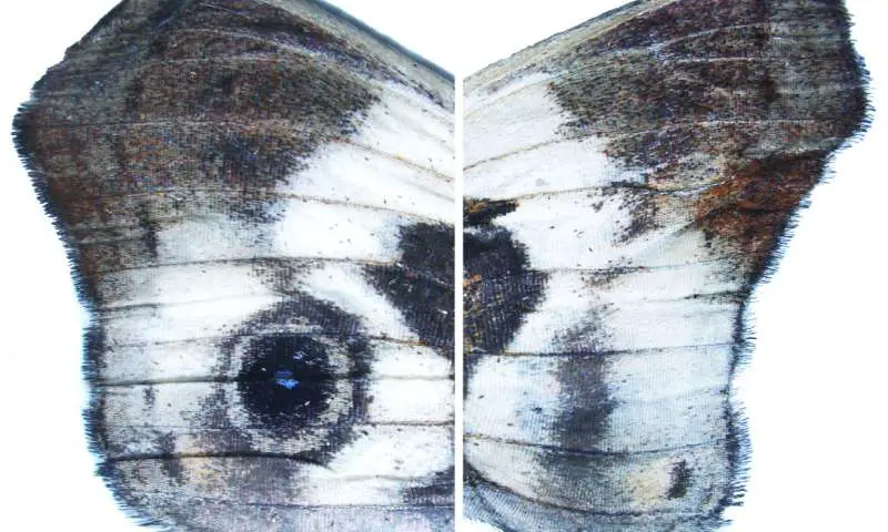 ojos en alas de mariposa caligo