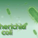 Escherichia Coli: La bacteria que vive en el intestino
