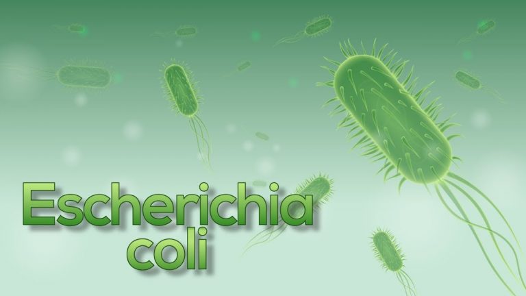 Escherichia Coli La Bacteria Que Vive En El Intestino Como Funciona Que